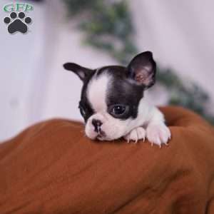 Wilma (Tiny), Boston Terrier Puppy